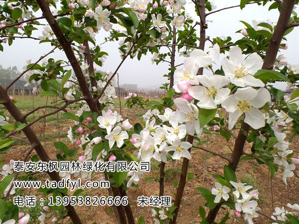 北美海棠樹(shù)