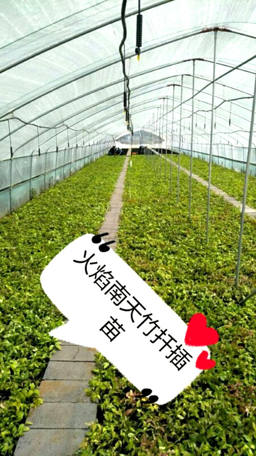 夏日來臨，當你吹空調(diào)喊熱的時候，讓我?guī)阋黄鹱哌M東楓園林體驗一下東楓人高溫下工作不一樣的夏日風采