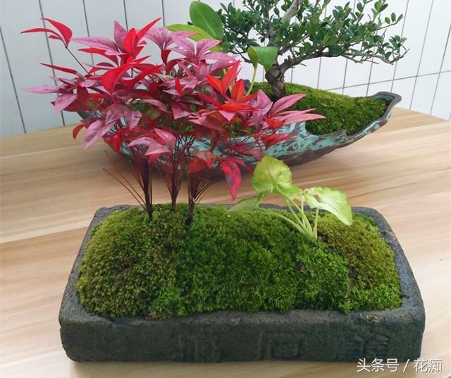 火焰南天竹入市以來熱度不減，未來幾年市場(chǎng)好！