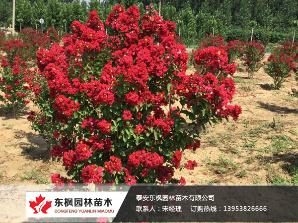 美國紫薇
