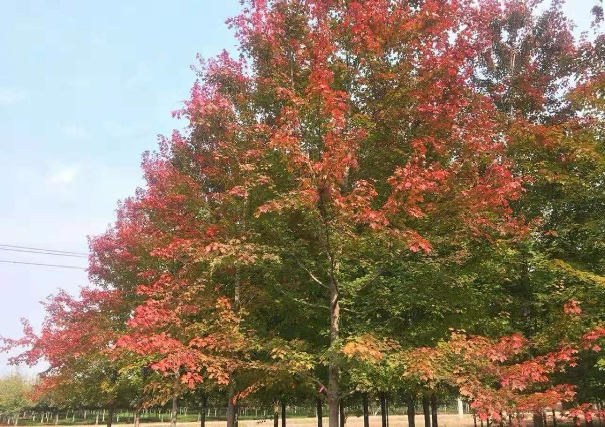 美國紅點紅楓再次引領紅葉新潮
