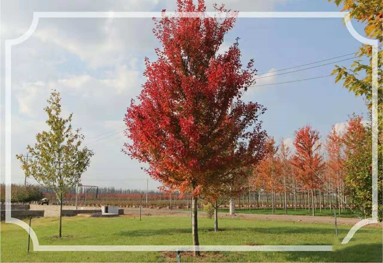 美國紅點紅楓再次引領紅葉新潮