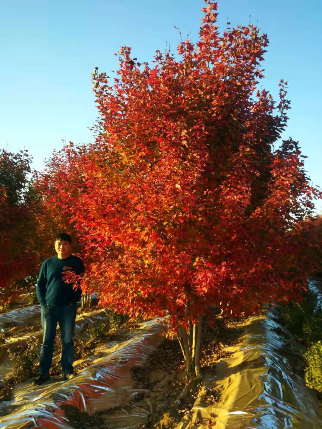 美國紅點紅楓再次引領紅葉新潮