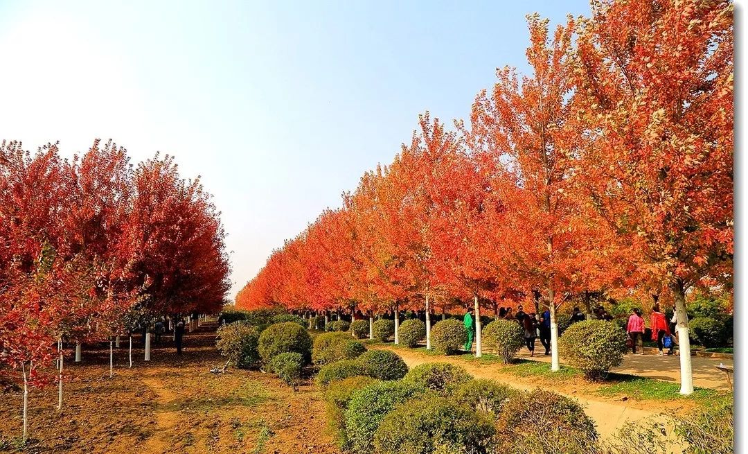 它，秋之嬌子——美國紅點紅楓
