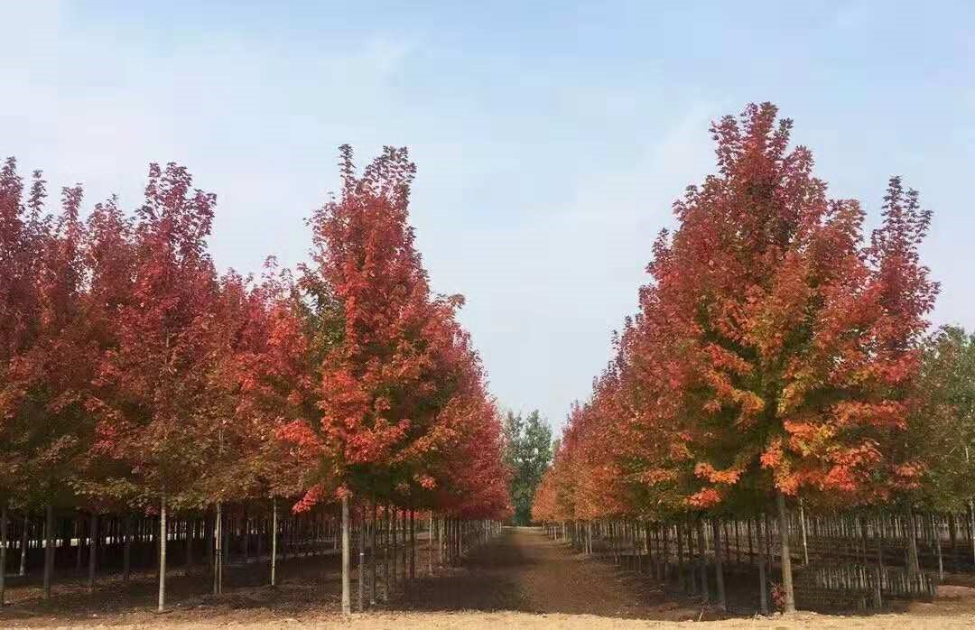 它，秋之嬌子——美國紅點紅楓