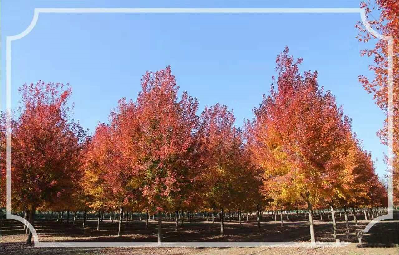 它，秋之嬌子——美國紅點紅楓