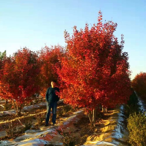 叢生多桿苗木市場需求火爆，叢生紅點紅楓正在逐漸走俏……